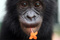 roseBonoBo