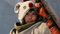 Avatar de sauflon