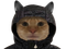 Avatar de SnuffyAMOUREUX