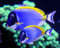 Avatar de TANK-FISH