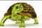 Avatar de TortugaDeLuz