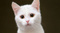 Avatar de Whited_2023