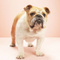 Avatar de Woof_Woof