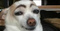 Avatar de xxhotdogxx