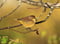 Avatar de Yellowlight10