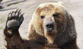 Profil de donbear_, Jeuxvideo.com