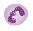 Avatar de Neutrophile