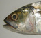 IndianFish
