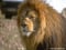 lelion