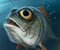 piranha3