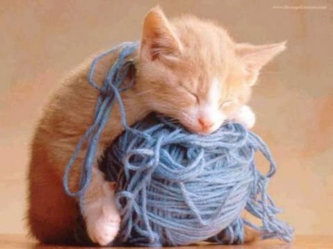 [PtitChaton]