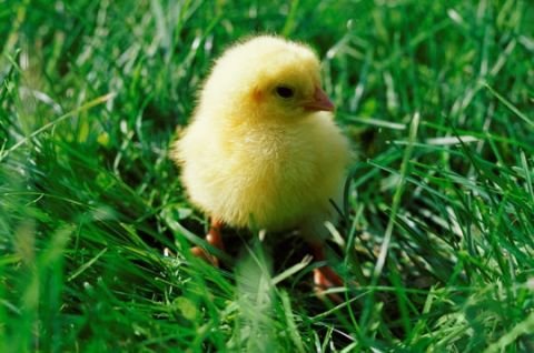 ]Poussinet[