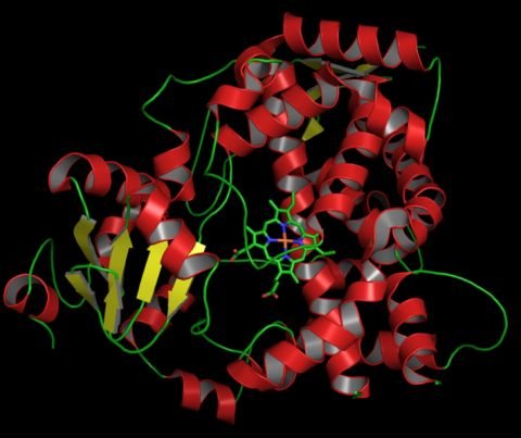 CytochromeP450