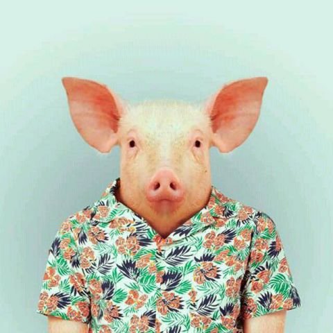 Avatar de CochonMagique