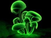 Fogia_Lounge