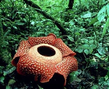 Fleur-Qui-Pue