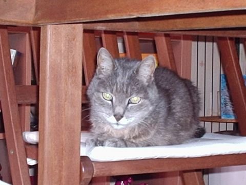 feliway