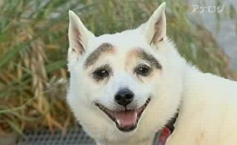 HapDog