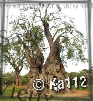 Ka112