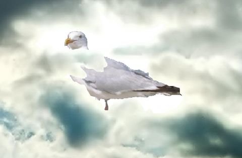 mouette6