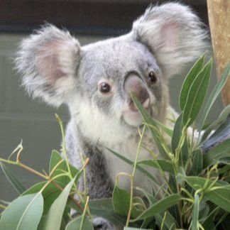 Petit_Koala