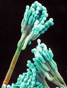 Avatar de Penicillium