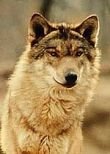 Wolfaria