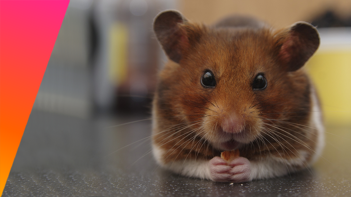 Crypto : la fabuleuse histoire du hamster spéculateur