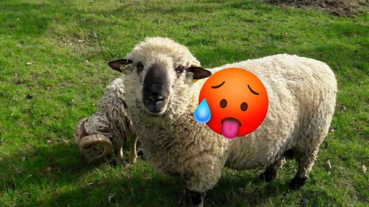 La communauté de Cult of the Lamb obtient du contenu interdit aux moins de 18 ans après une promesse des développeurs