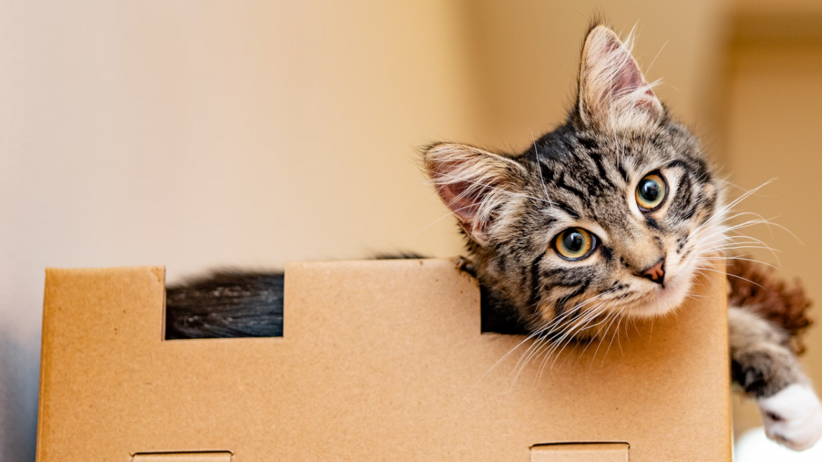 Per errore mandano il loro gatto in una scatola di Amazon.  Dopo 7 giorni la confezione viene aperta con il gatto ancora vivo
