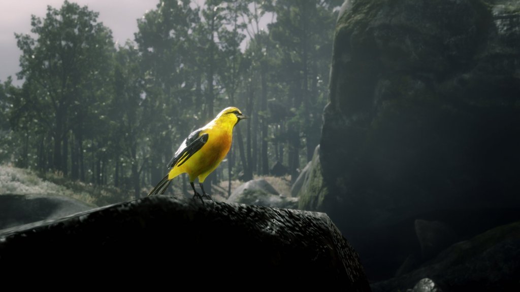 Oriole Red Dead Redemption 2 : Où trouver ce petit oiseau 