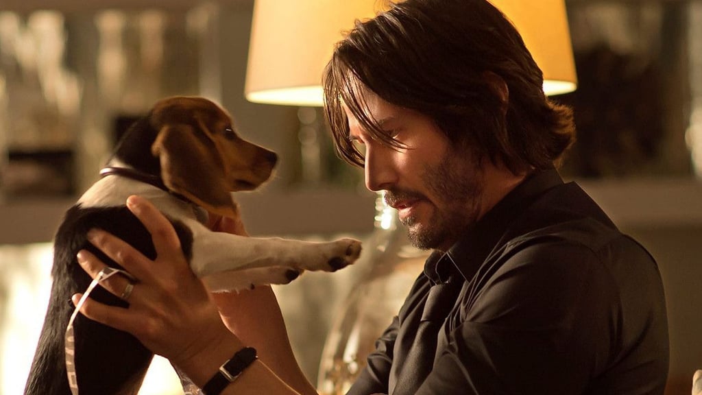 Est-ce que le chien meurt dans le film ? Ayez le bon réflexe pour vos soirées ciné si vous ne voulez pas pleurer !