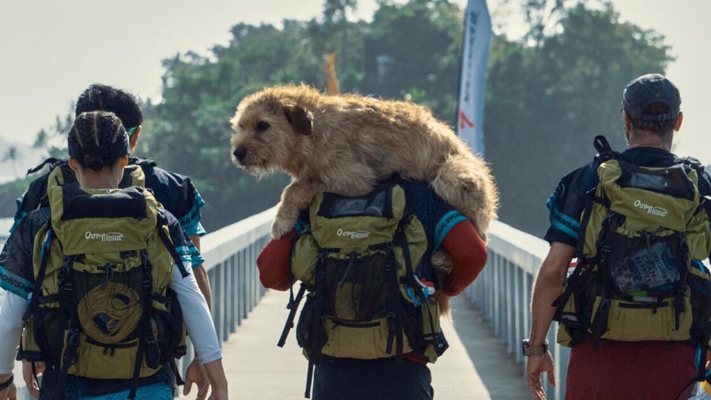 Amazon Prime : ce film d’aventure noté 97% par le public va vous bouleverser, vous allez encore plus aimer les chiens après l’avoir vu !