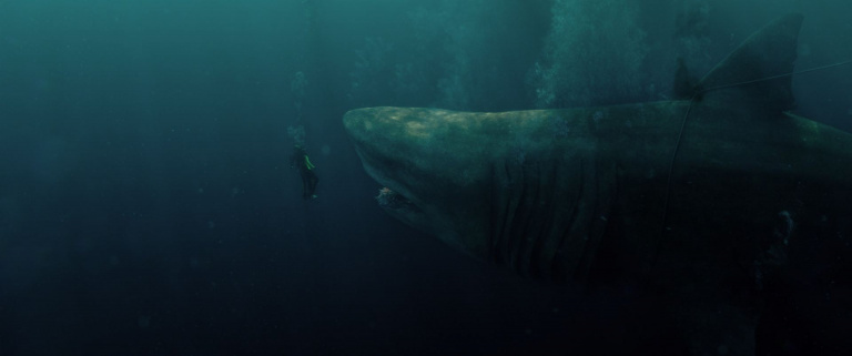 Netflix : 4 films sur les requins pour frémir cet été