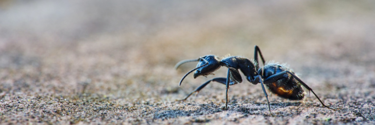 On connaît enfin le nombre de fourmis peuplant la Terre
