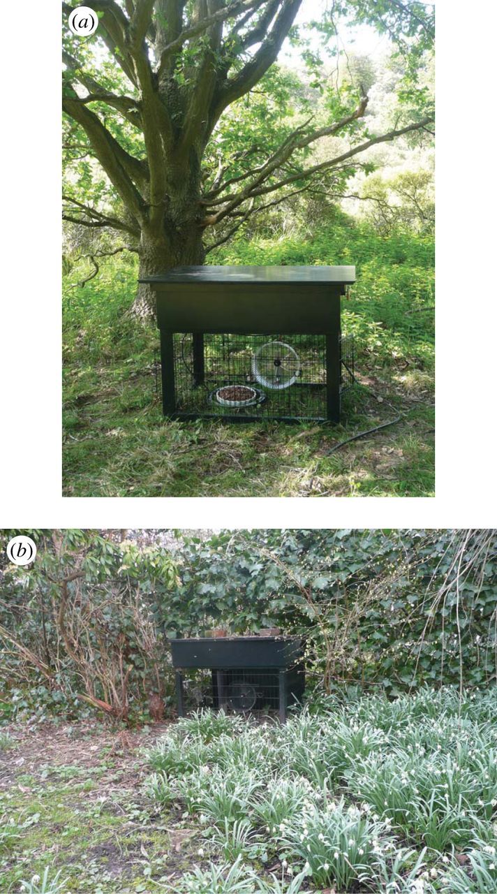 Des chercheurs ont placé une roue de hamster dans une forêt. Il s’est ensuite transformé en drôle de parc d'attractions.