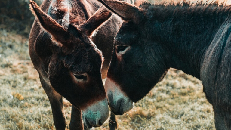 Des français viennent de résoudre l'un des grands mystères de l'histoire naturelle : d'où diable viennent les ânes ?