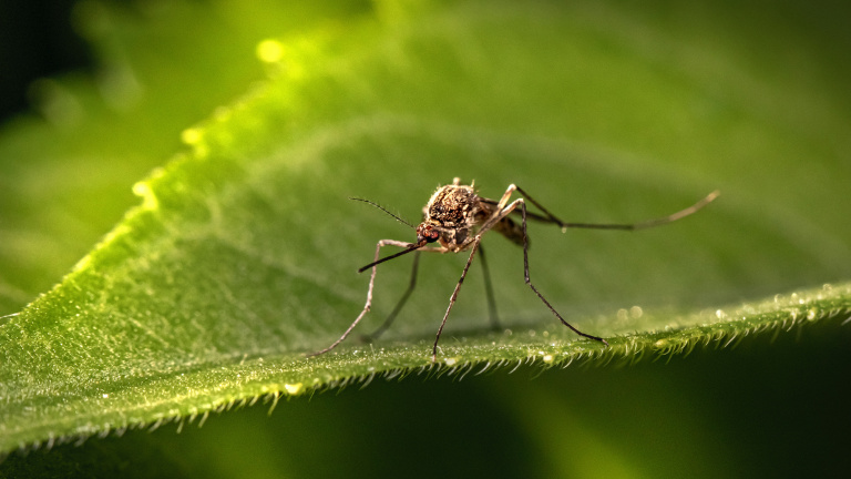«  Certaines personnes sont de vrais aimants à moustiques » : voici les conseils des scientifiques pour éviter les piqûres cet été