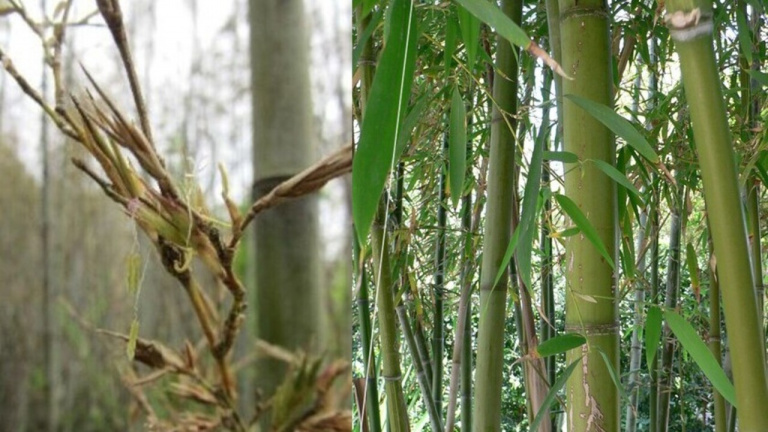 Après 120 ans de croissance, un bambou japonais vient de fleurir. Et c'est un problème