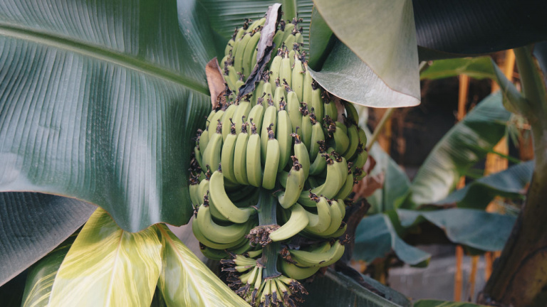 Les jours de la banane telle que nous la connaissons sont comptés, mais une petite variété australienne peut la sauver…