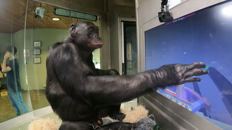 Un chimpanzé a battu le boss ce jeu vidéo incontournable : le singe égal à l'humain ? 