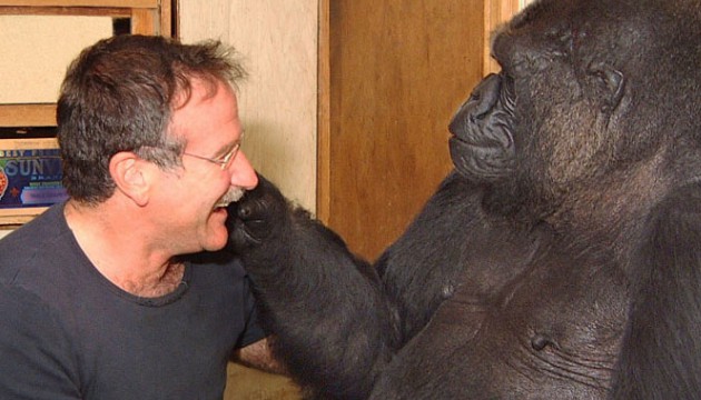 Cette star d'Hollywood a redonné le sourire à un gorille : il n'y avait que lui pour réussir un tel exploit !