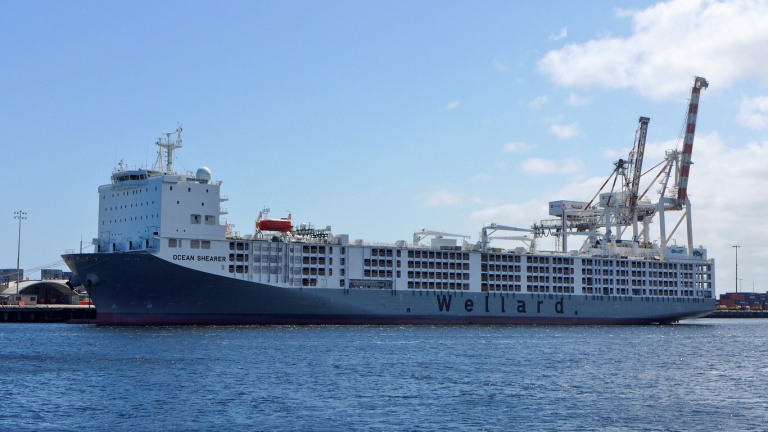 Une « macro-étable » flottante : voici le bateau géant qui transporte plus de 75 000 moutons à travers les océans