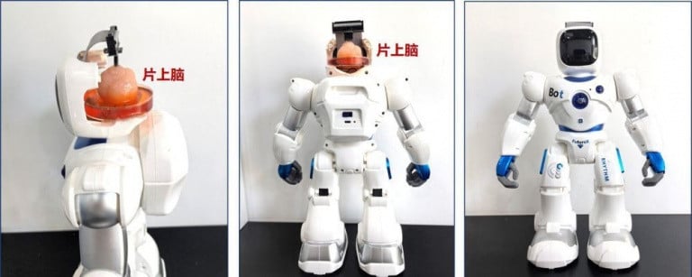 Des scientifiques chinois ont cultivé des cerveaux vivants pour contrôler des robots et ça marche !