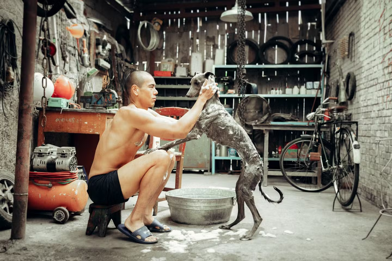 J'ai vu le film le plus émouvant du mois au cinéma. La star est un animal que vous connaissez bien... et je lui décerne un oscar ! J'ai vu le film le plus émouvant du mois au cinéma. La star est un animal que vous connaissez bien... et je lui décerne un oscar !