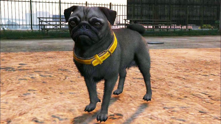 Carlin GTA Online : où trouver cette race de chien pour le défi de photographie ? Carlin GTA Online : où trouver cette race de chien pour le défi de photographie ?