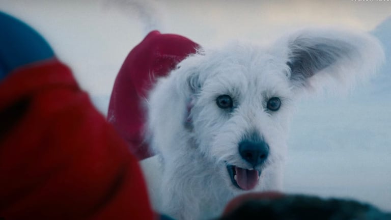 Le film Superman fait adopter des chiens à la chaîne à cause de Krypto, le copain canin du héros DC. Les refuges crient déjà au désastre. Le film Superman fait adopter des chiens à la chaîne à cause de Krypto, le copain canin du héros DC. Les refuges crient déjà au désastre.