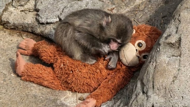 Vous avez été touché par ce pauvre petit singe avec sa peluche ? Faites lui prendre sa revanche : c'est gratuit !