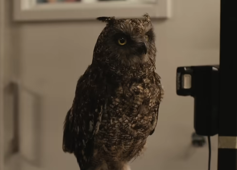 Un nouveau film Harry Potter arrive sur nos écrans dès ce dimanche 5 avril... C'est Noël avant l'heure !