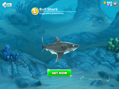 Requins L